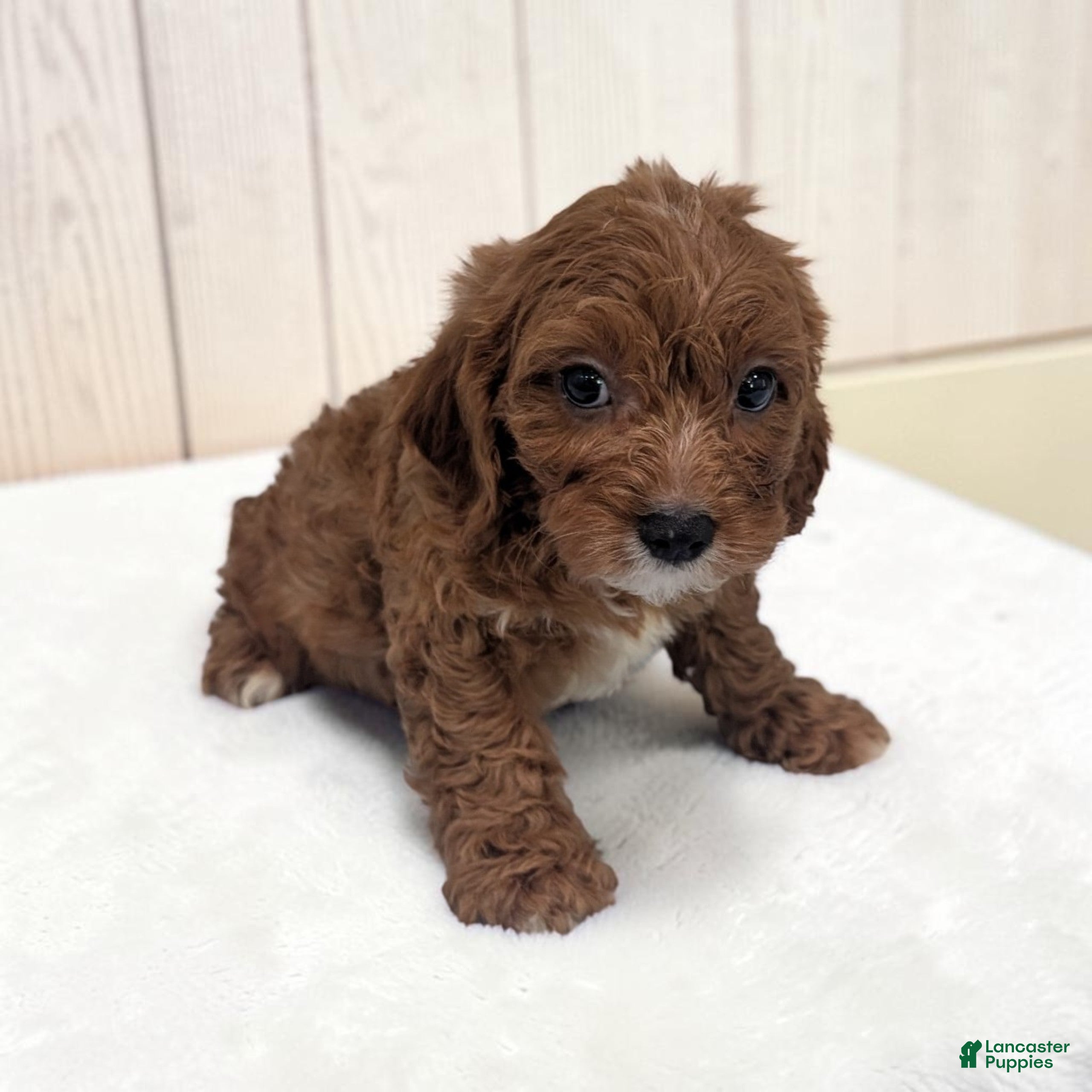 Cavapoo dogs for sale: Alex - Ad 2