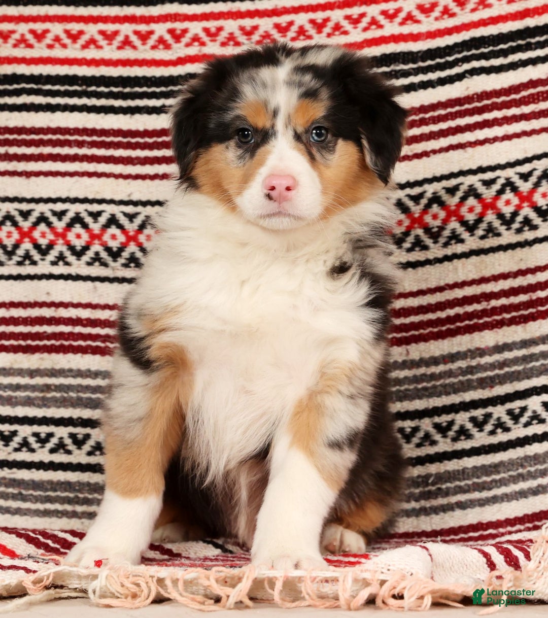 Australian Shepherd dogs for sale: Hunter - Ad 6