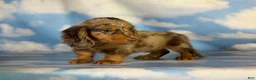 Miniature Dachshund dogs for sale: Akc Allie LH PRA clear - Ad 5