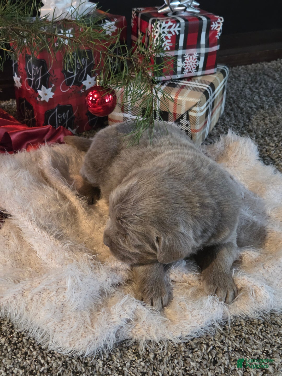 Newfoundland dogs for sale: Snickers  - Ad 3