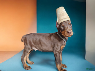 Doberman Pinscher dogs Red boy - Ad 40