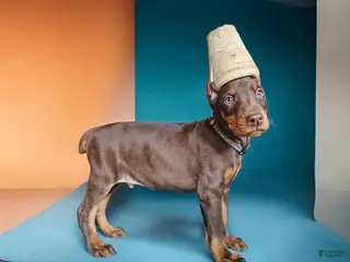 Doberman Pinscher dogs Red boy - Ad 23