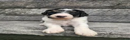 Standard Poodle dogs for sale: Zelda - Ad 1