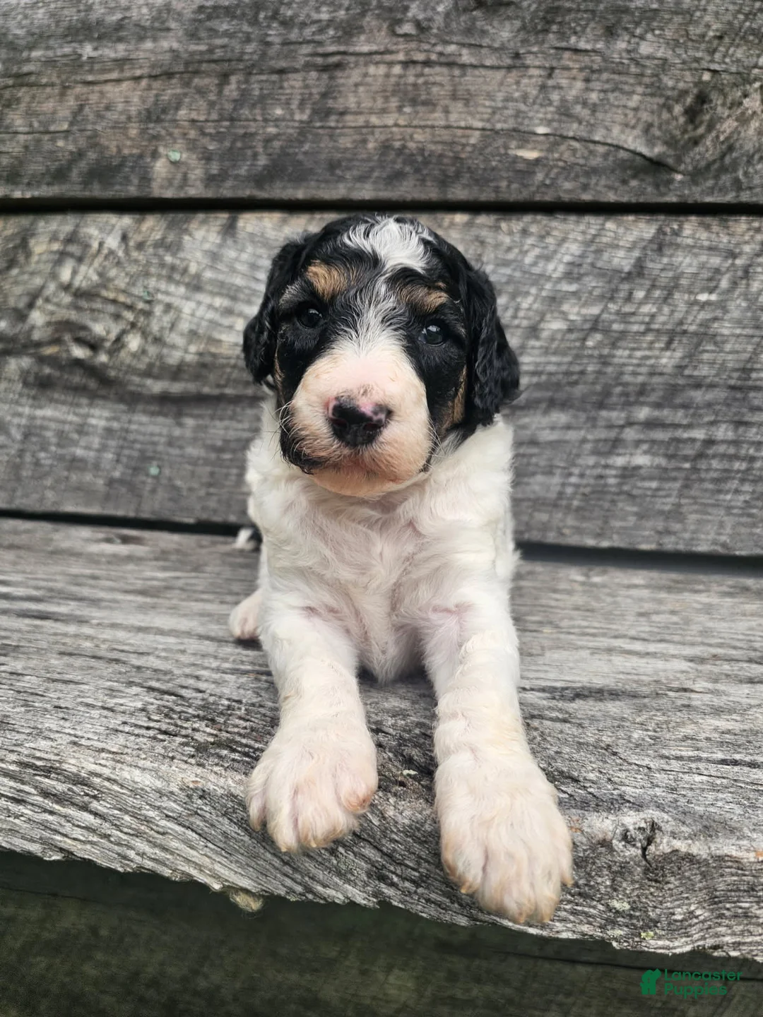 Standard Poodle dogs for sale: Zelda - Ad 1
