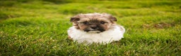 Havanese dogs for sale: Bella Rose - Ad 7
