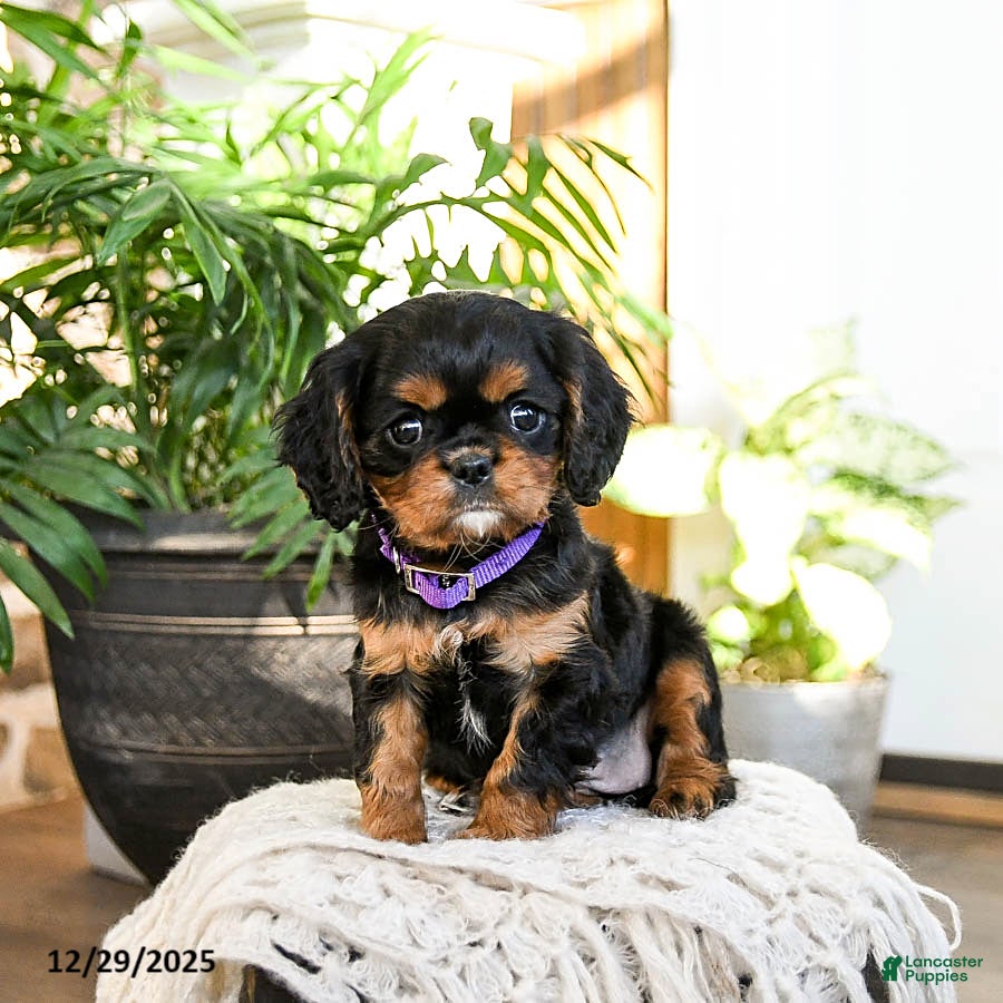 Cavalier King Charles Spaniel dogs for sale: Rasin - Ad 3