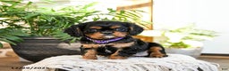 Cavalier King Charles Spaniel dogs for sale: Rasin - Ad 1