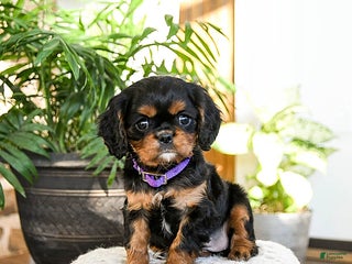 Cavalier King Charles Spaniel dogs for sale: Rasin - Ad 3