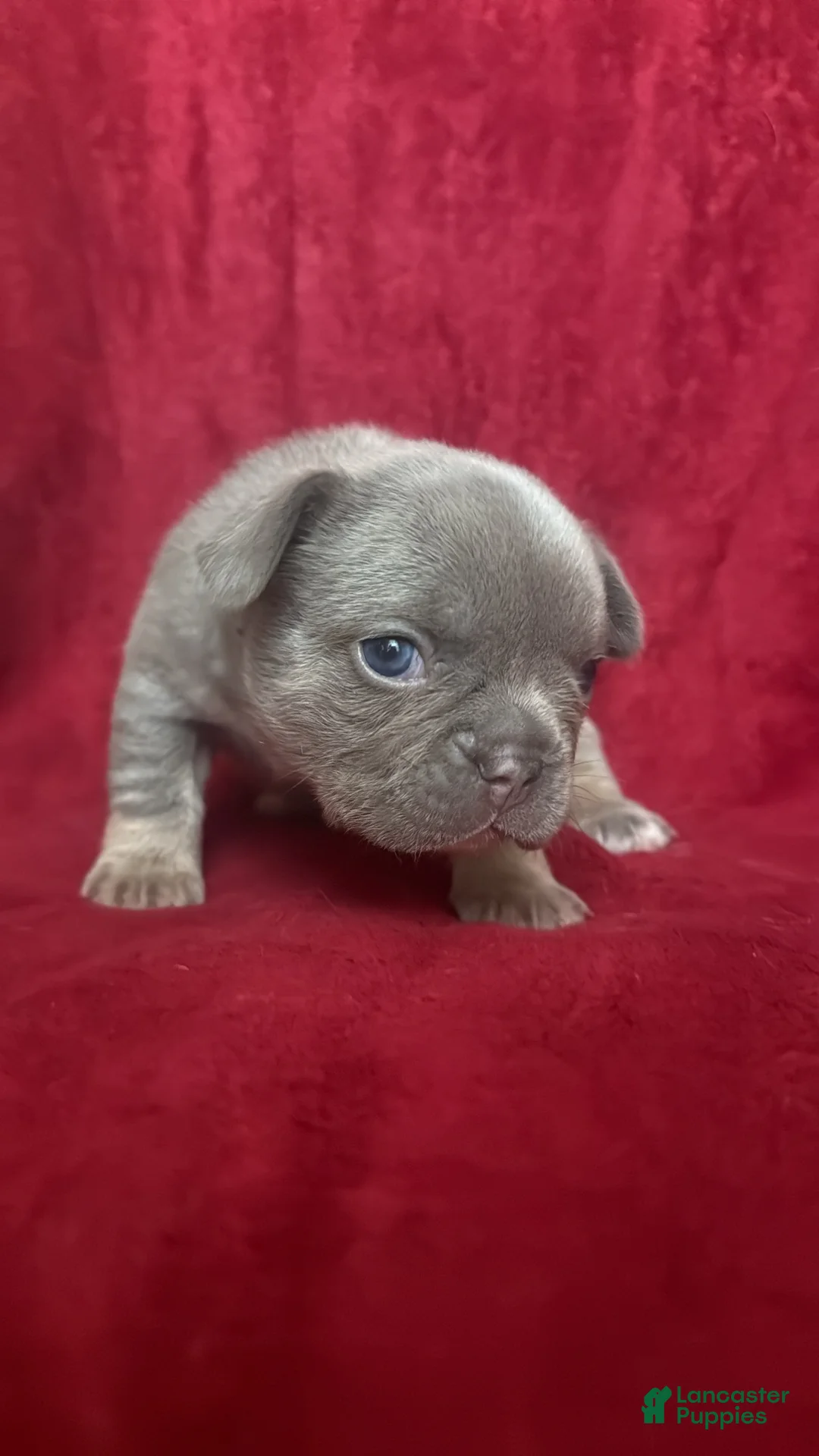 French Bulldog dogs for sale: French Bulldog Puppy 2 - Ad 2