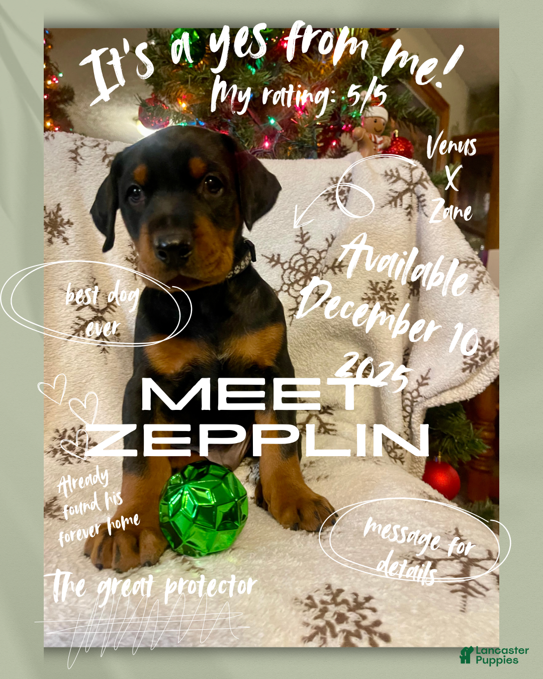 Doberman Pinscher dogs Zepplin - Ad 29