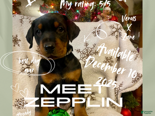 Doberman Pinscher dogs Zepplin - Ad 13