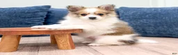Pomeranian dogs for sale: Bella - Ad 2