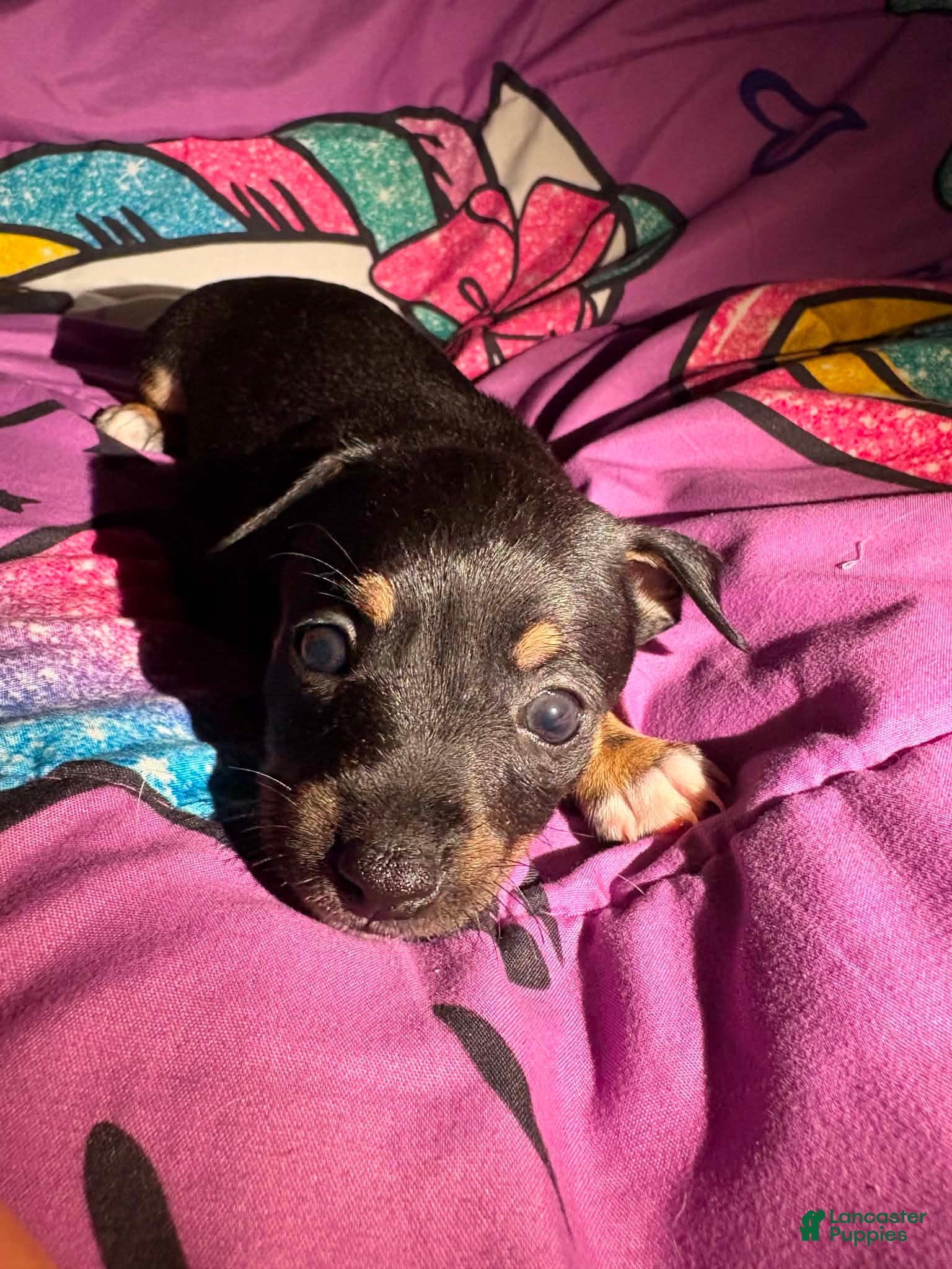Chihuahua dogs Baker  - Ad 1