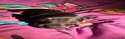 Chihuahua dogs for sale: Baker  - Ad 1