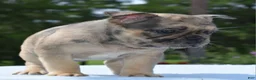 Mixed Breed dogs for sale: Tanka  - Ad 20