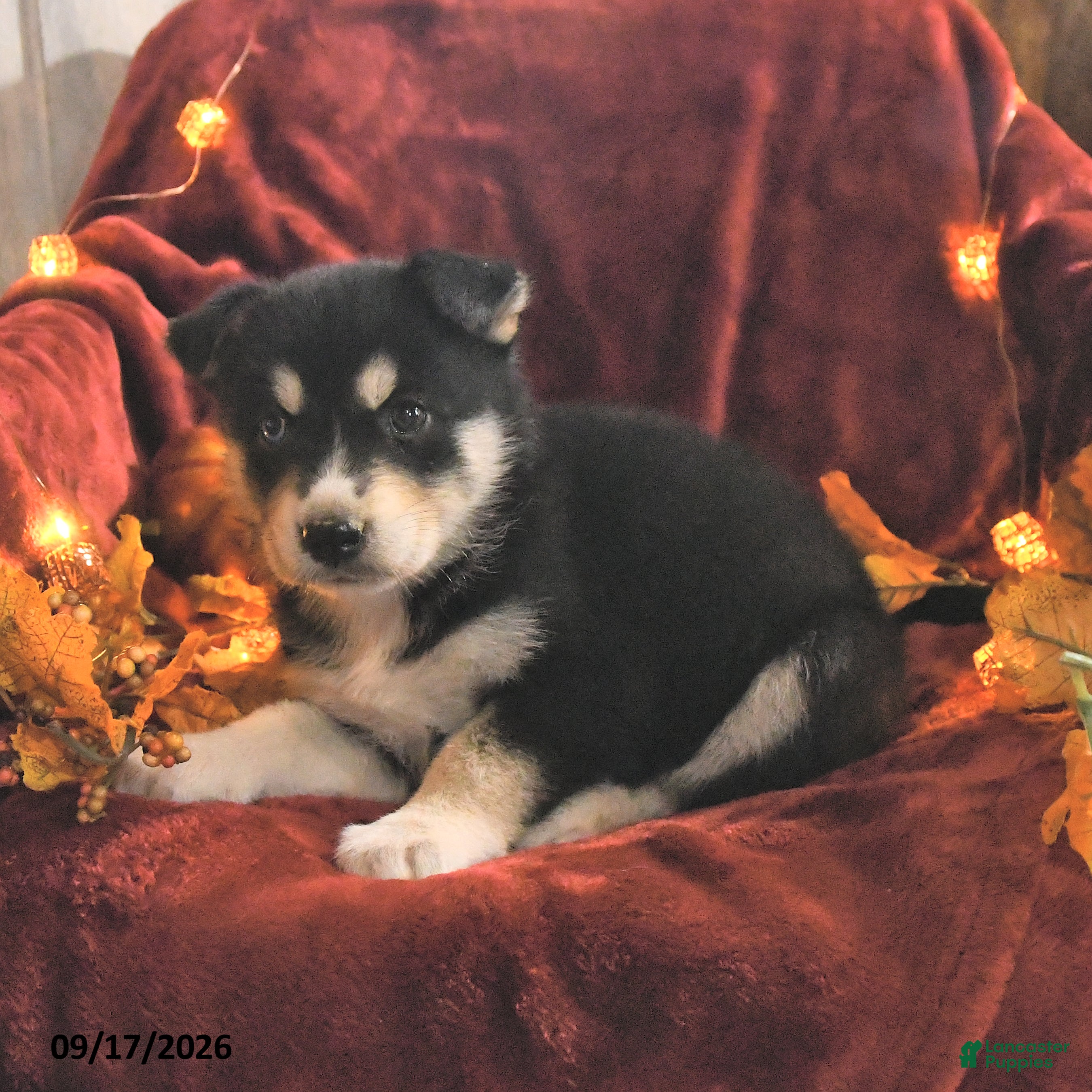 Mixed Breed dogs Chloe - Ad 2