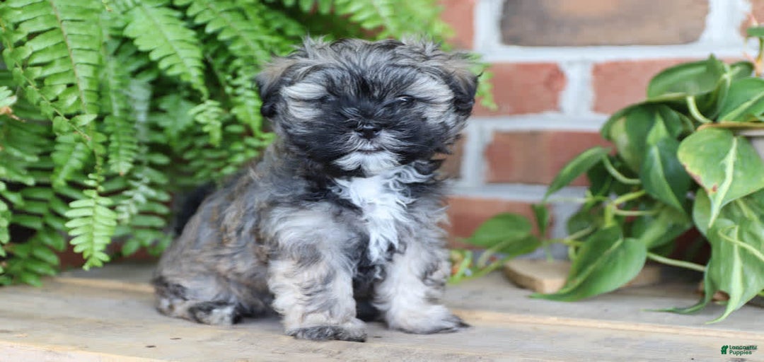 Gallery Image {{count}}