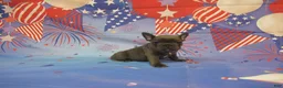 French Bulldog dogs for sale: AKC Laken - Ad 2