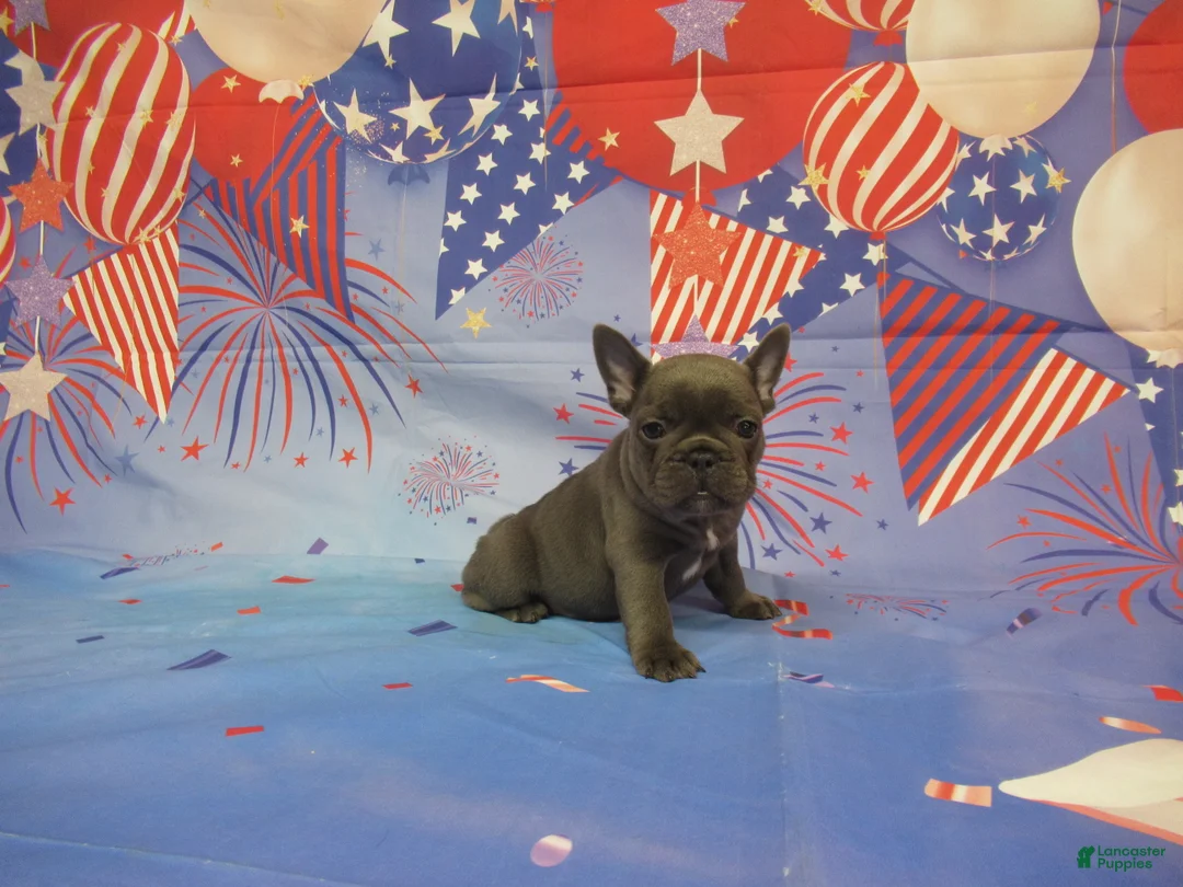 French Bulldog dogs for sale: AKC Laken - Ad 2