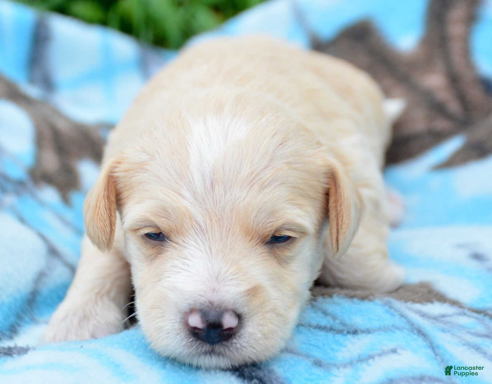 Miniature Schnauzer dogs Miniature Schnauzer Maverick - Ad 23