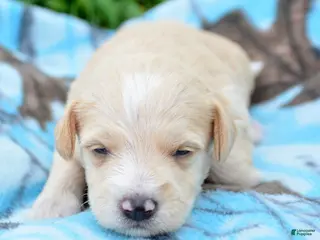 Miniature Schnauzer dogs Miniature Schnauzer Maverick - Ad 23