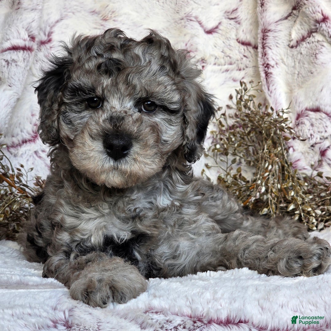 Cavapoo dogs for sale: Karson - Ad 5