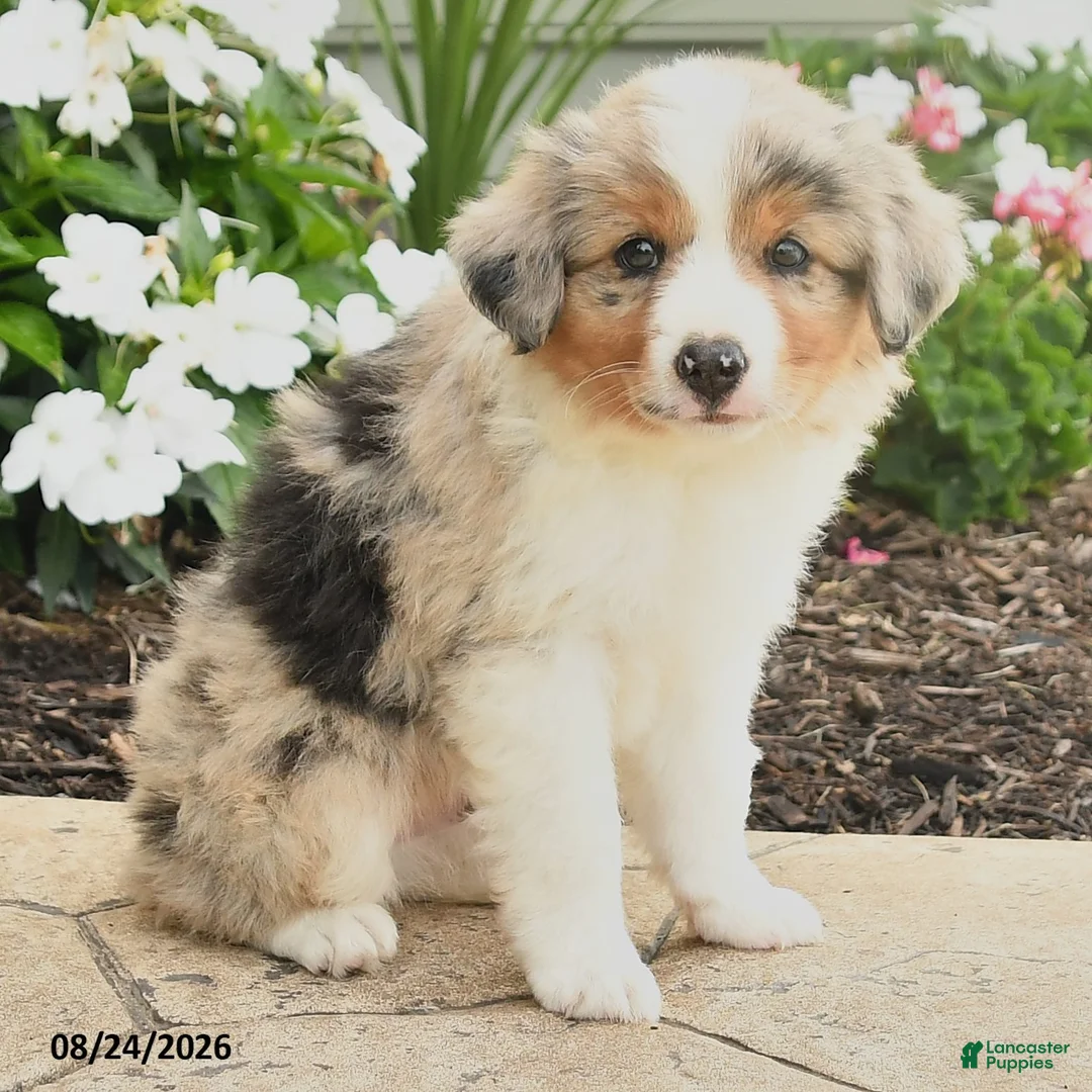 Miniature Australian Shepherd dogs for sale: Paul - Ad 2