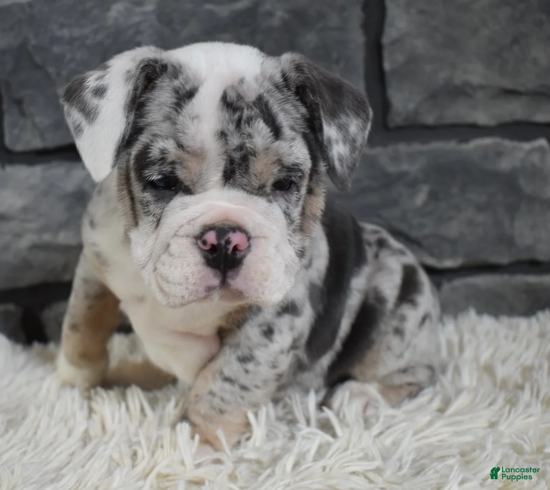 Mixed Breed dogs for sale: Daisy  - Ad 5