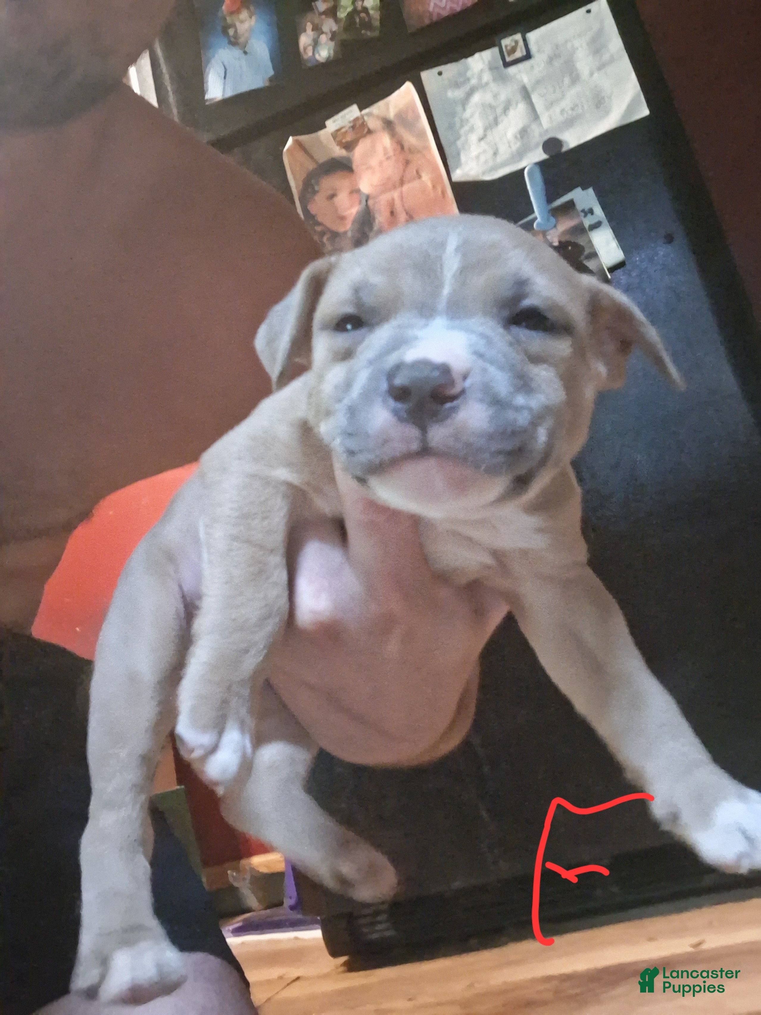 American Pit Bull Terrier dogs American Pit Bull Terrier 3 - Ad 29