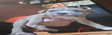 American Pit Bull Terrier 3