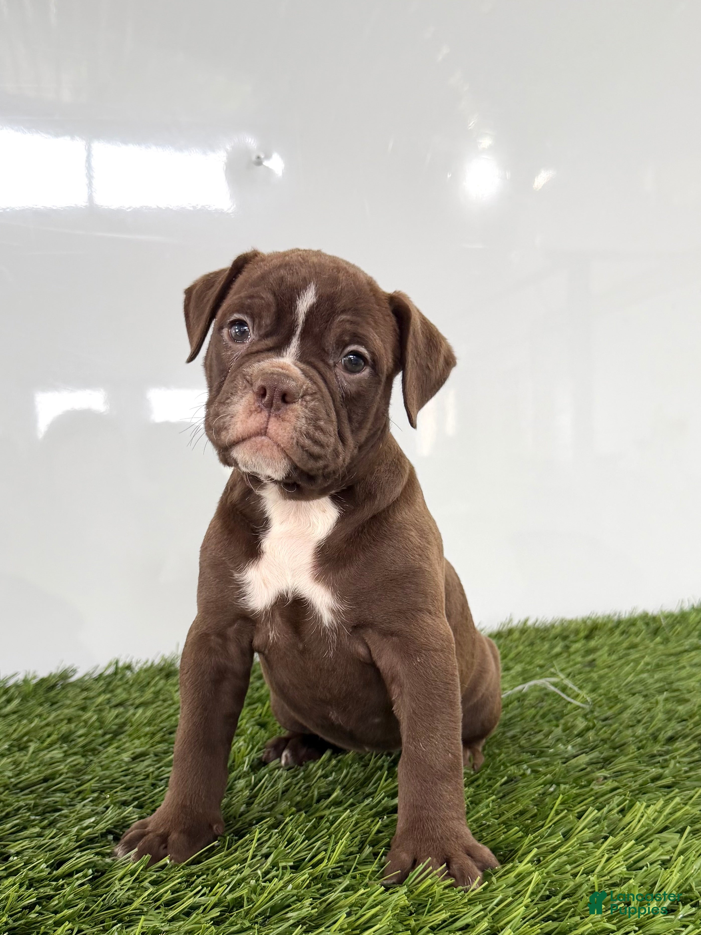 Olde English Bulldogge dogs Chloe - Ad 2