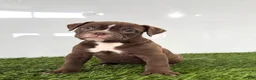 Olde English Bulldogge dogs for sale: Chloe - Ad 2