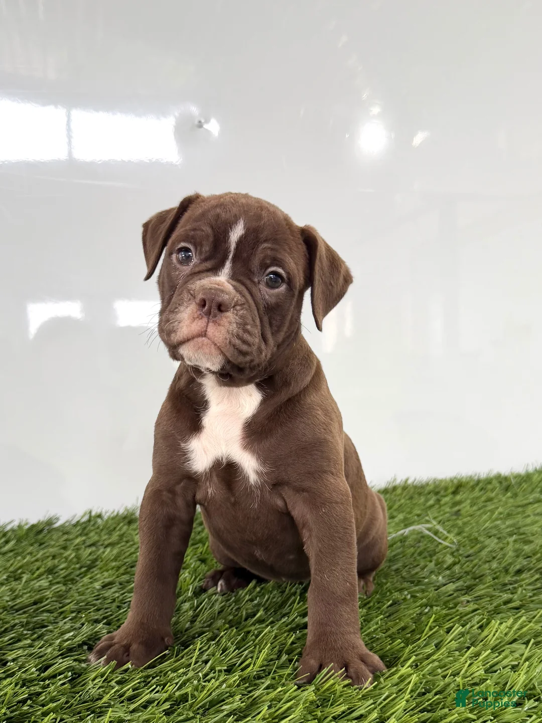 Olde English Bulldogge dogs for sale: Chloe - Ad 2