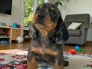 Miniature Dachshund dogs Bruce - Ad 38