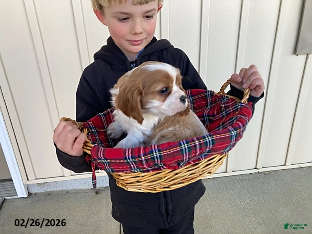 Cavalier King Charles Spaniel dogs for sale: Moonlight - Ad 3