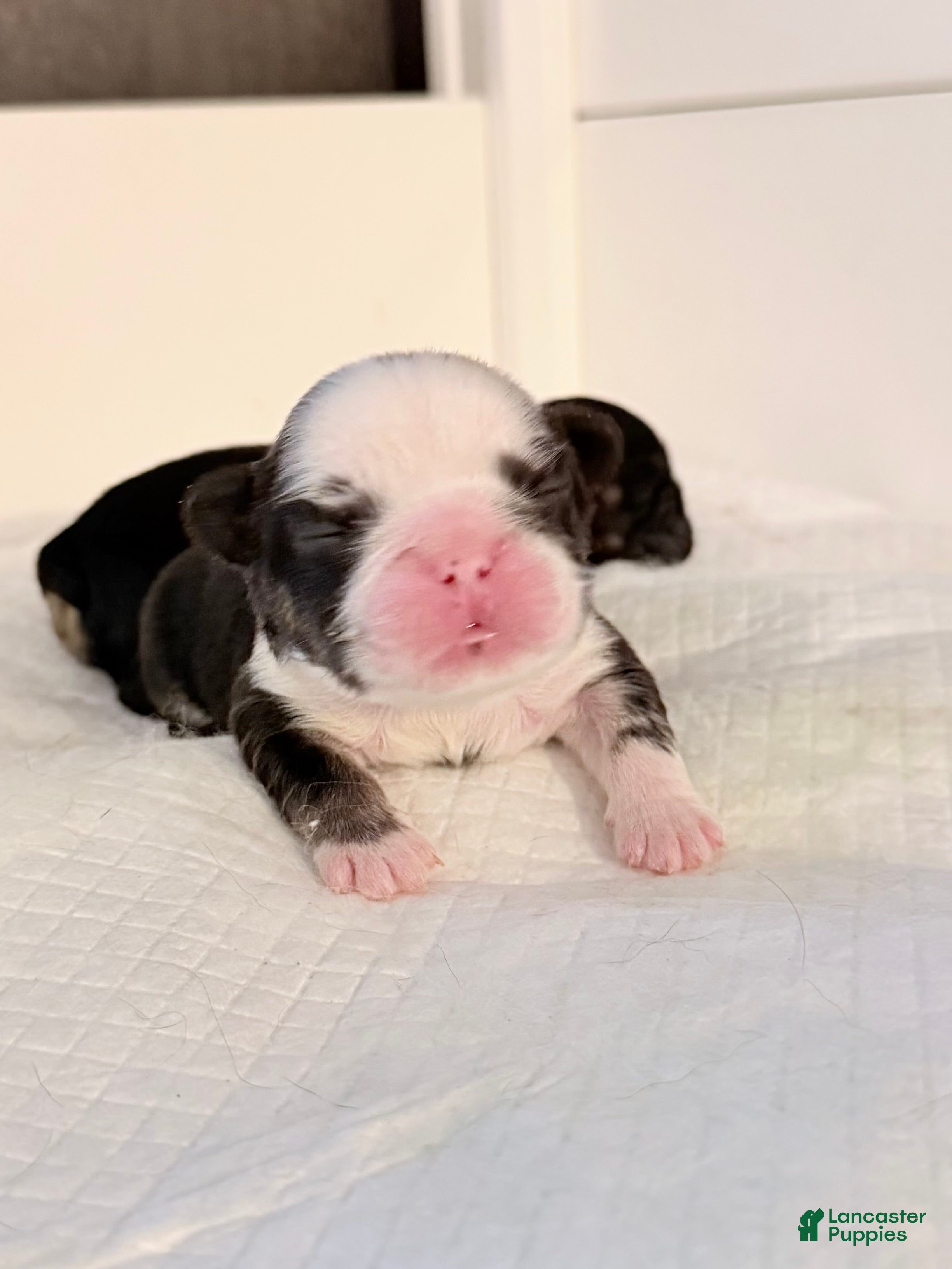 French Bulldog dogs Blu - Ad 2