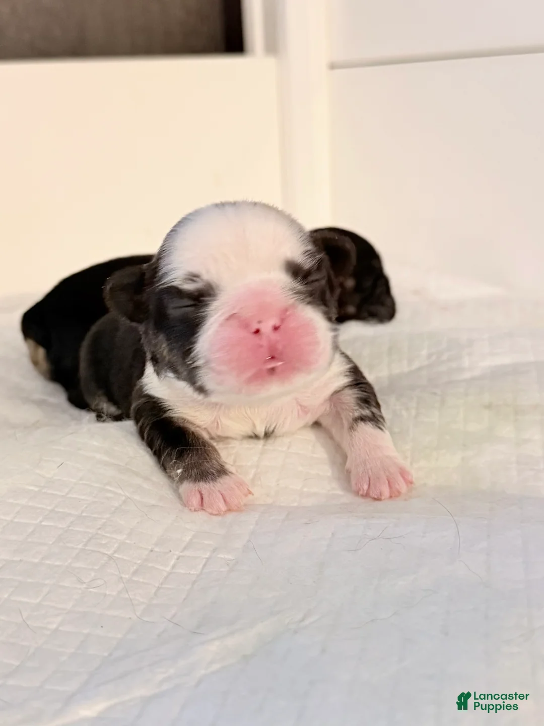 French Bulldog dogs for sale: Blu - Ad 2