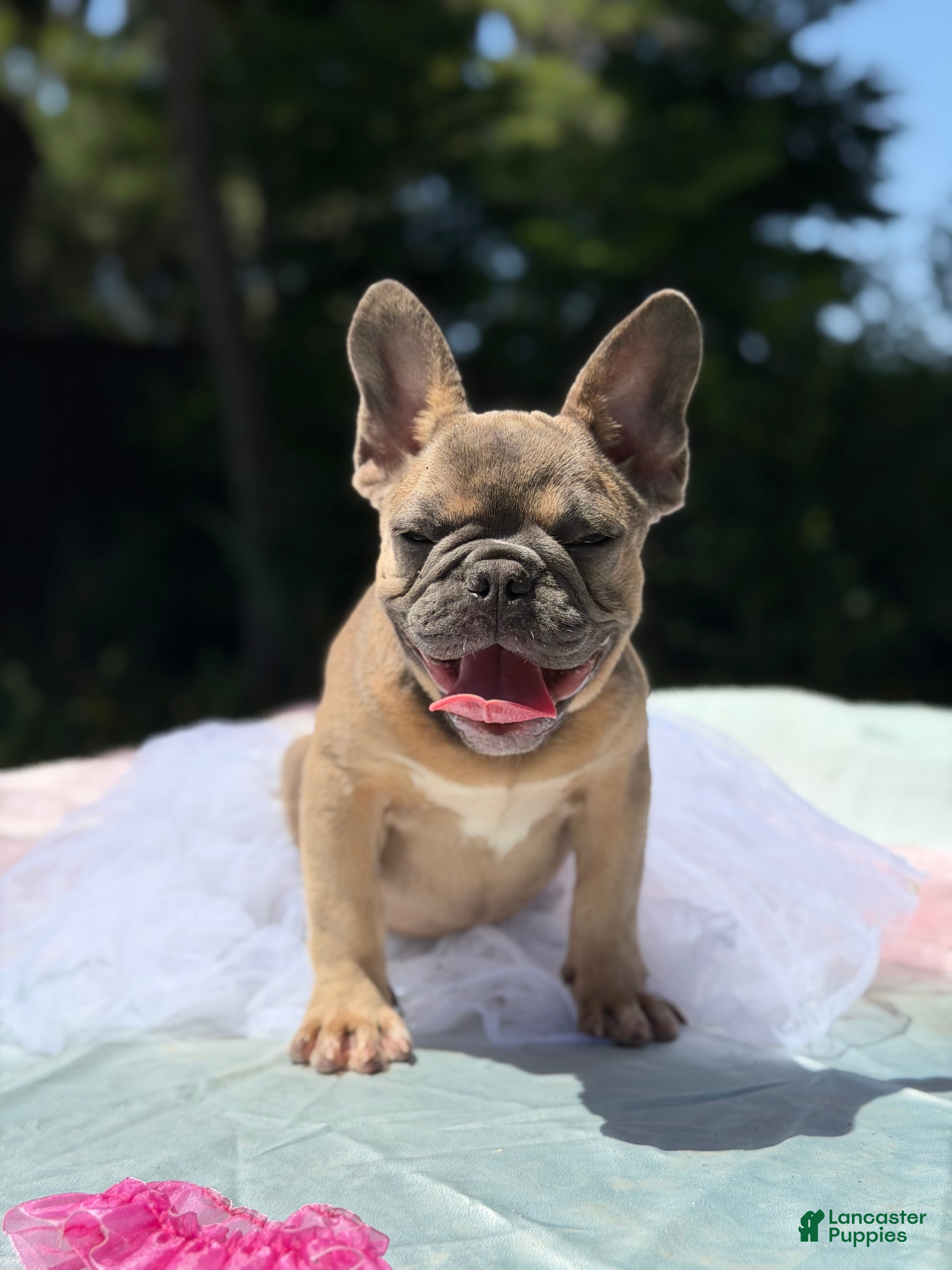 French Bulldog dogs French Bulldog 2 - Ad 1