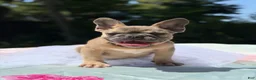 French Bulldog dogs for sale: French Bulldog 2 - Ad 1