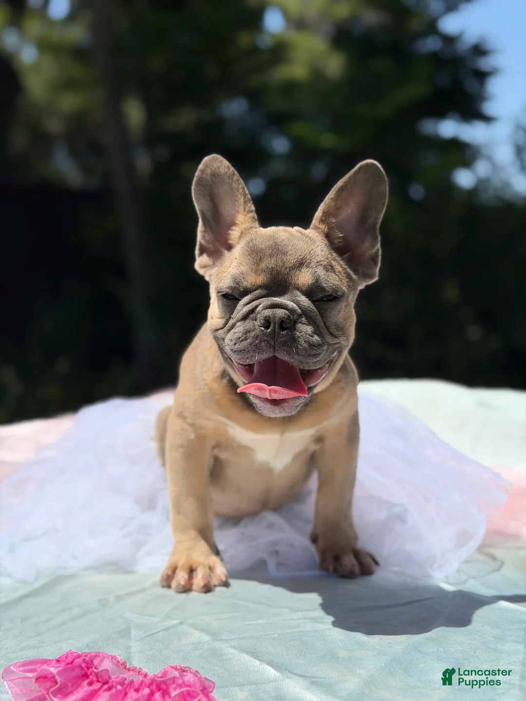 French Bulldog dogs for sale: French Bulldog 2 - Ad 1