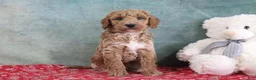 Mini Goldendoodle dogs for sale: Smokey - Ad 1