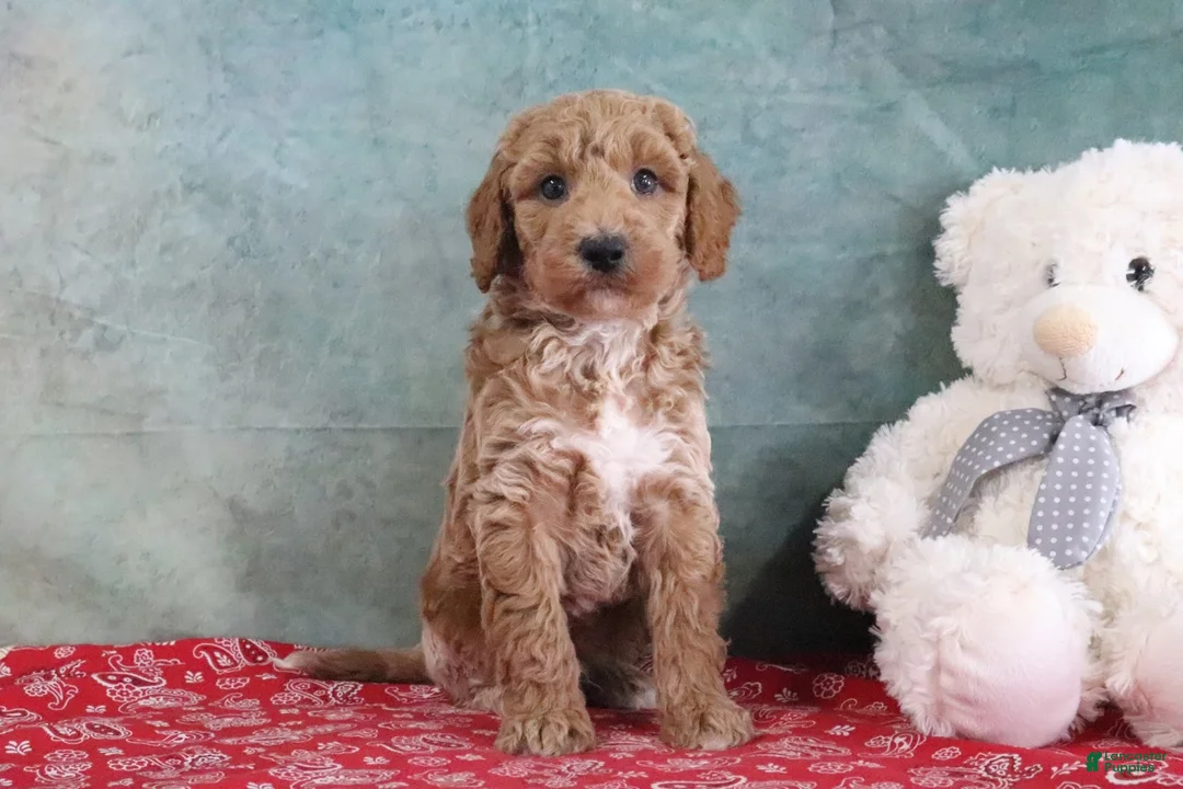 Mini Goldendoodle dogs for sale: Smokey - Ad 1