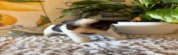 Wire Fox Terrier dogs for sale: Duke Weaselton  - Ad 1