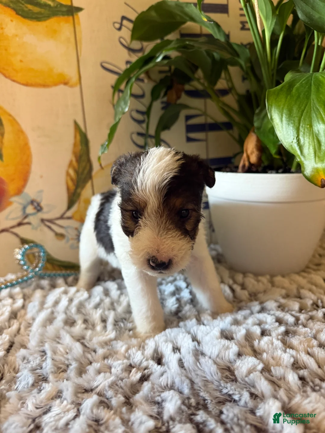 Wire Fox Terrier dogs for sale: Duke Weaselton  - Ad 1