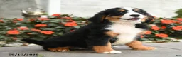 Miniature Bernese Mountain Dog dogs for sale: Cheyenne - Ad 3