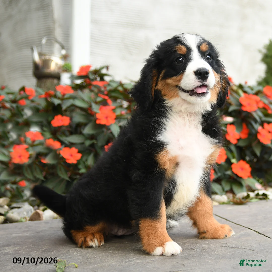 Miniature Bernese Mountain Dog dogs for sale: Cheyenne - Ad 3