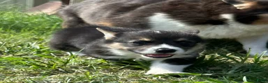 Welsh Corgi Pembroke Puppy 2