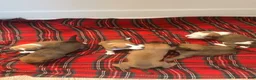 Mixed Breed dogs for sale: Mixed Breed Puppy 2 - Ad 15