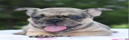 Mixed Breed dogs for sale: Tanka  - Ad 17