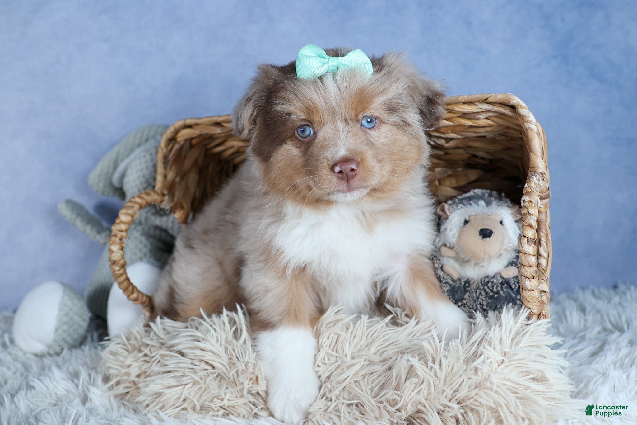 Miniature Australian Shepherd dogs EMMA - Ad 1